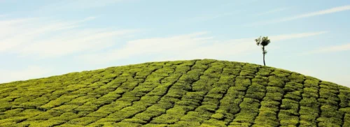 India SECI green ammonia tender for domestic fertilizer production decarbonisation under NGHM SIGHT scheme